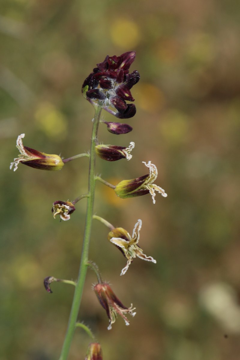 Coulter's Wild Cabbage