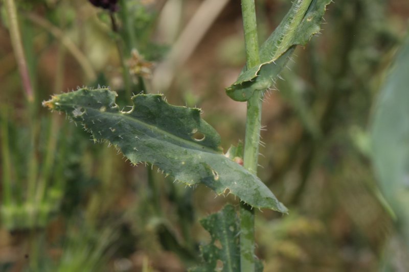 Coulter's Wild Cabbage photo 3