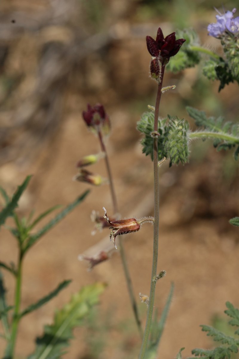 Coulter's Wild Cabbage photo 4