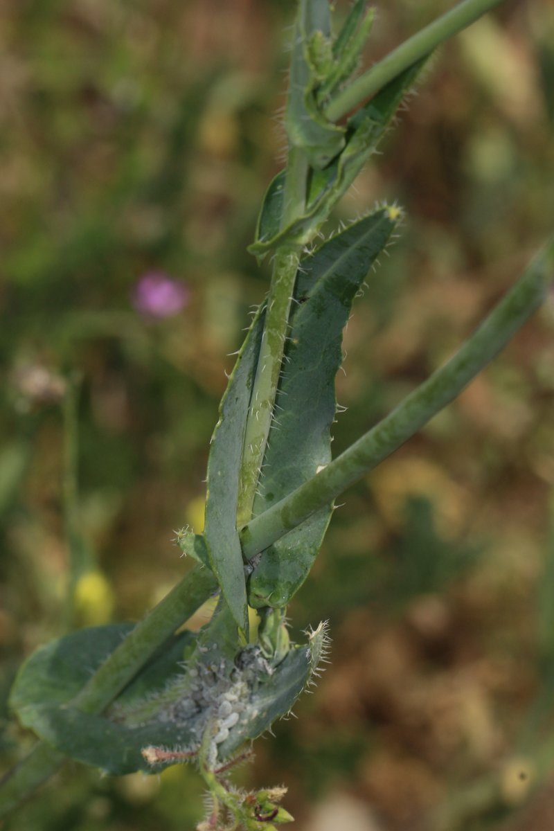 Coulter's Wild Cabbage photo 5