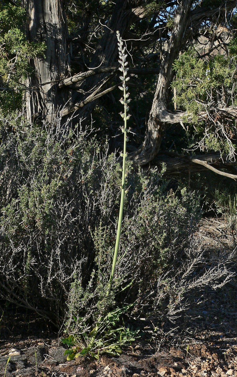 Thickstem Wild Cabbage photo 2