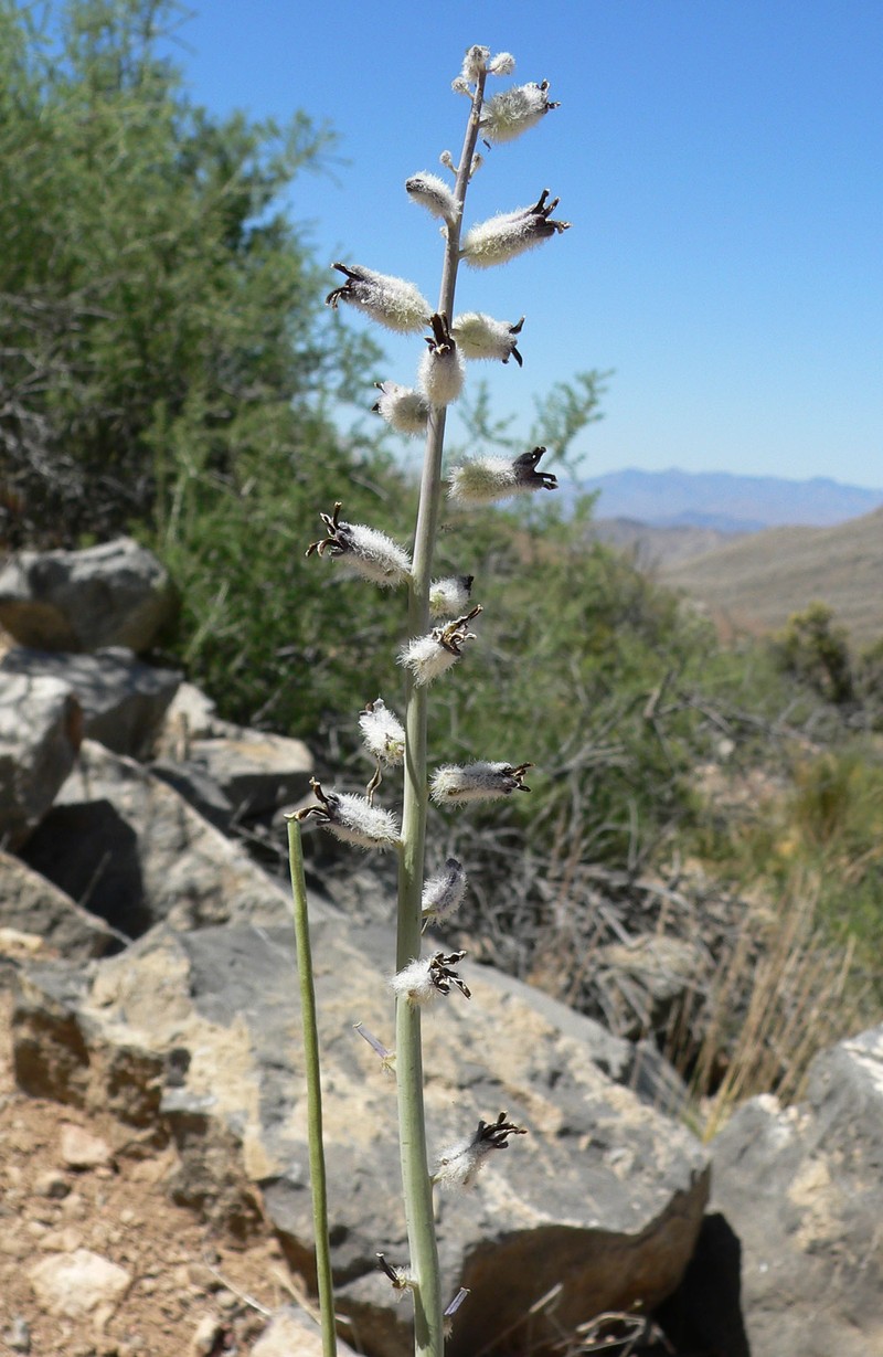 Thickstem Wild Cabbage photo 3