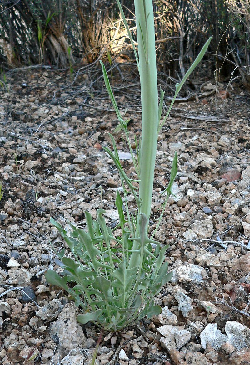 Thickstem Wild Cabbage photo 5