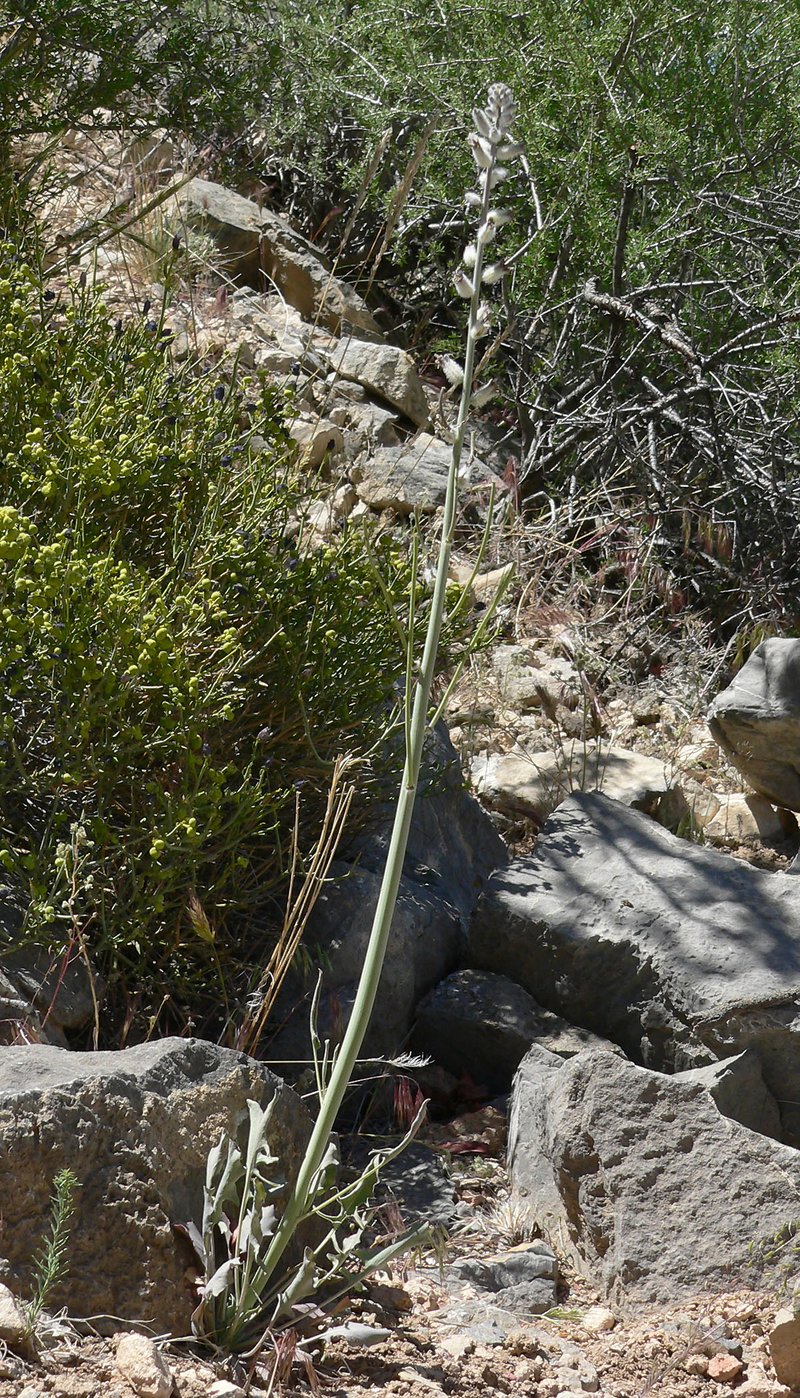 Thickstem Wild Cabbage photo 6