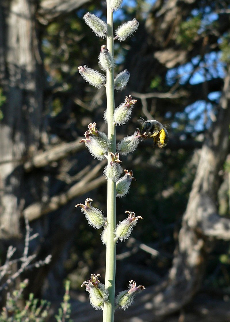 Thickstem Wild Cabbage photo 7