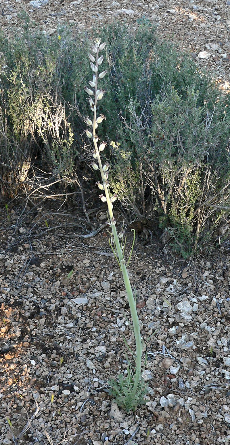 Thickstem Wild Cabbage photo 8