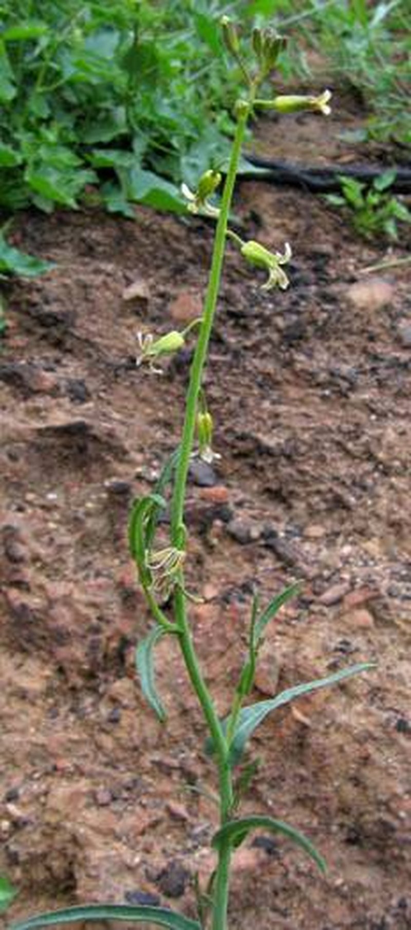 San Diego Wild Cabbage photo 2