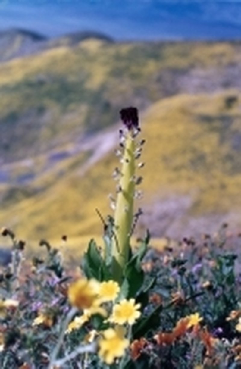 Desert Candle photo 2