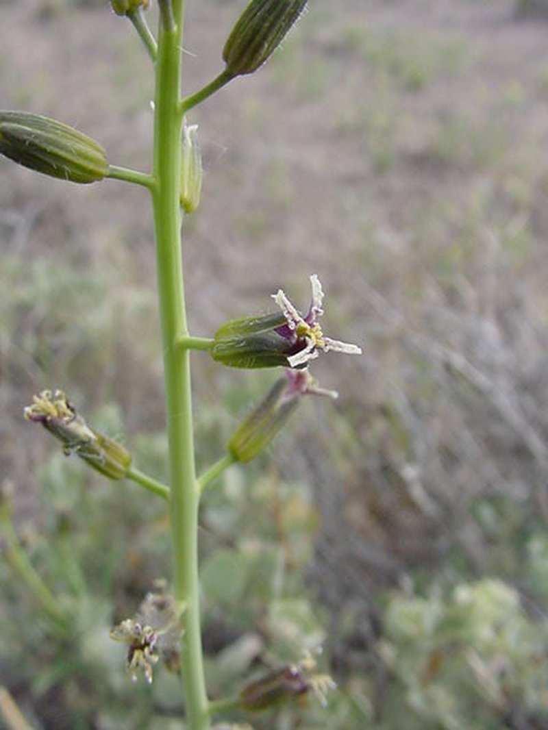 Hairy Wild Cabbage photo 2