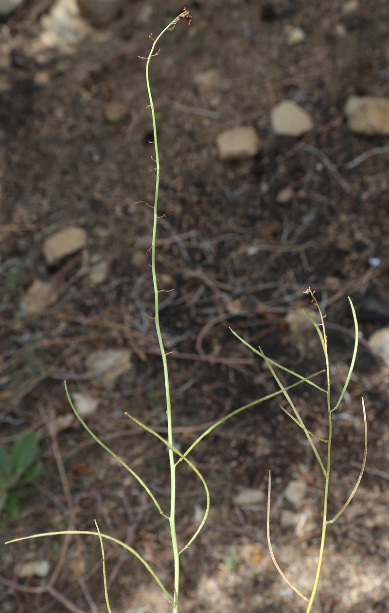 Hairy Wild Cabbage photo 3