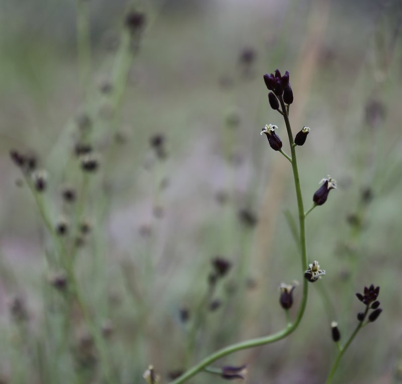 Hairy Wild Cabbage photo 4