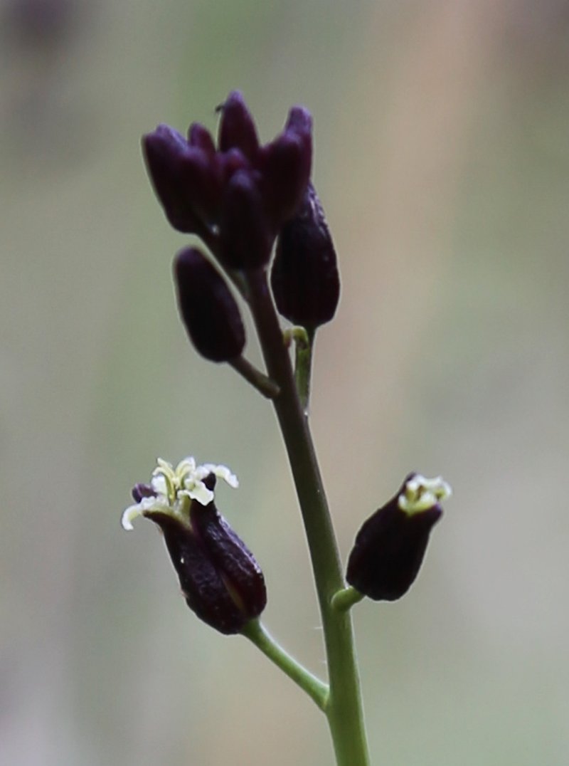 Hairy Wild Cabbage photo 5