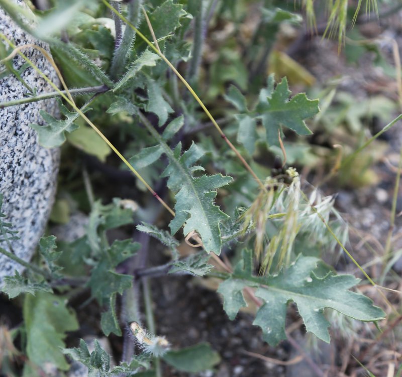 Hairy Wild Cabbage photo 6