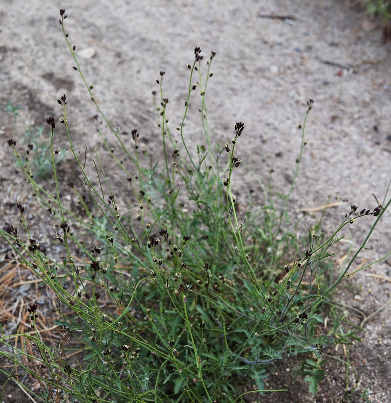 Hairy Wild Cabbage photo 7