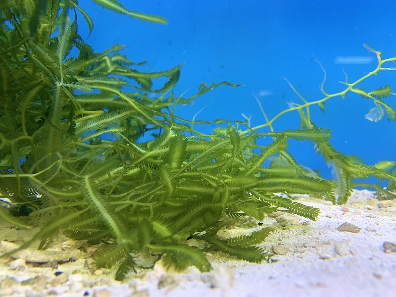 Killer Alga photo 2