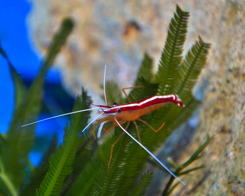 Killer Alga photo 4