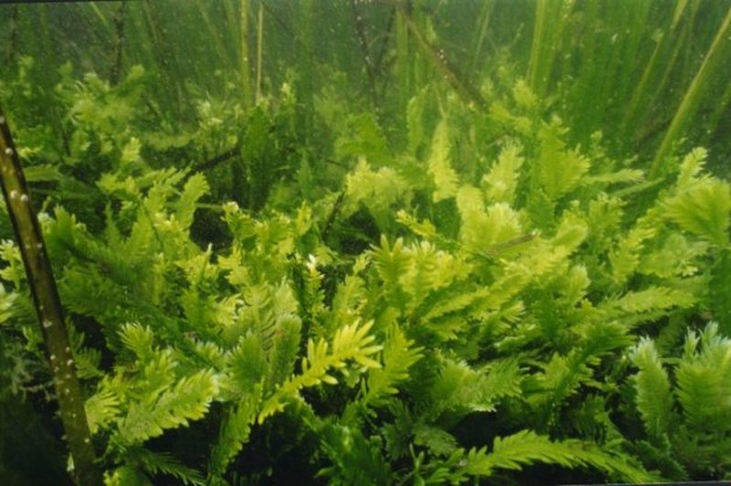 Killer Alga photo 5