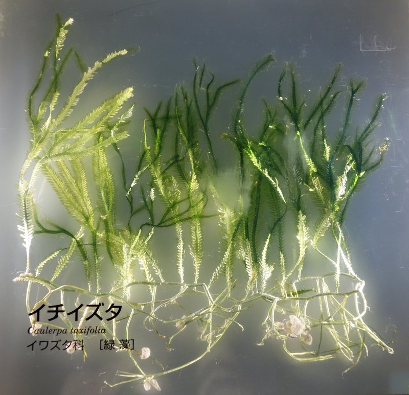 Killer Alga photo 6