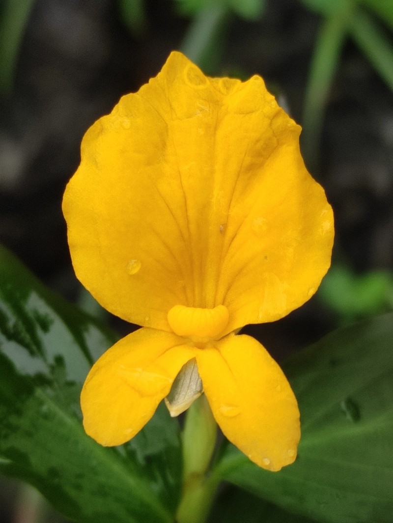 Caulokaempferia kayinensis