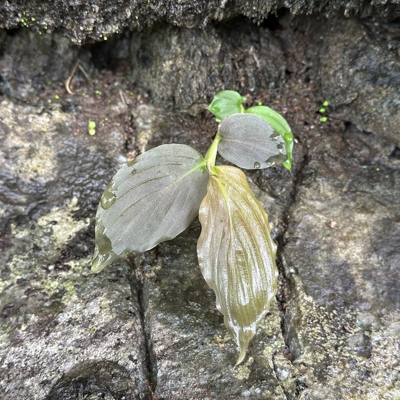 Caulokaempferia kayinensis photo 2