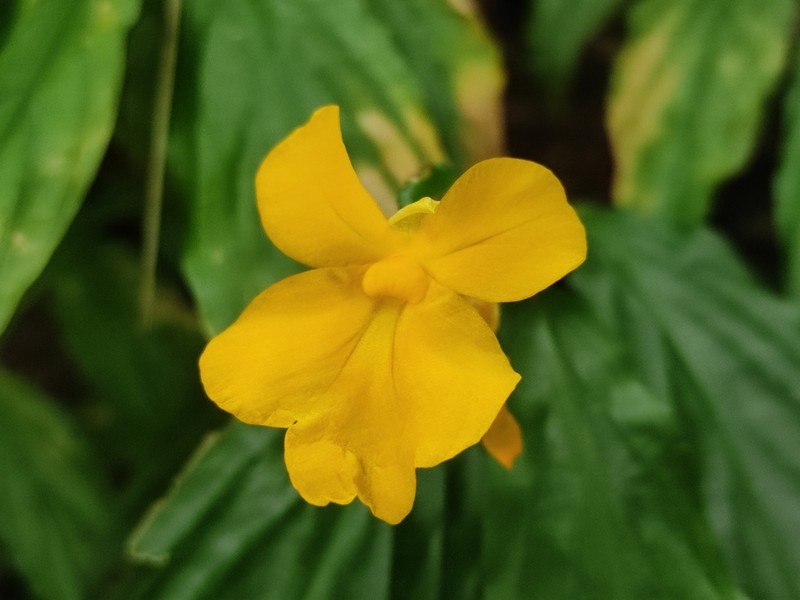 Caulokaempferia monensis