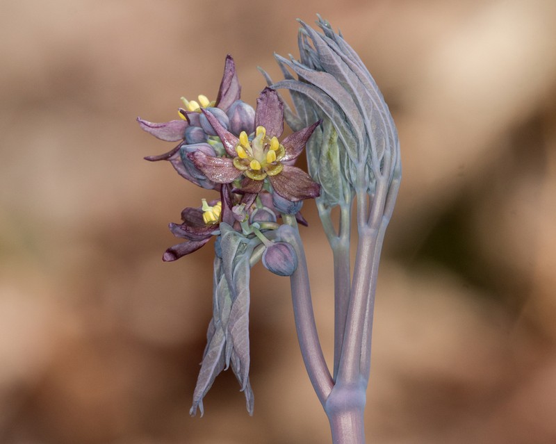 Giant Blue Cohosh