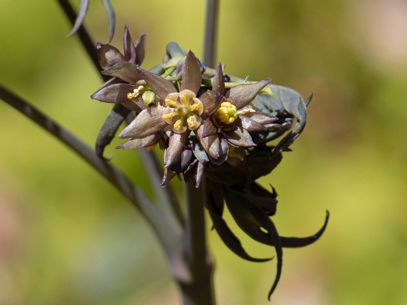 Giant Blue Cohosh photo 3