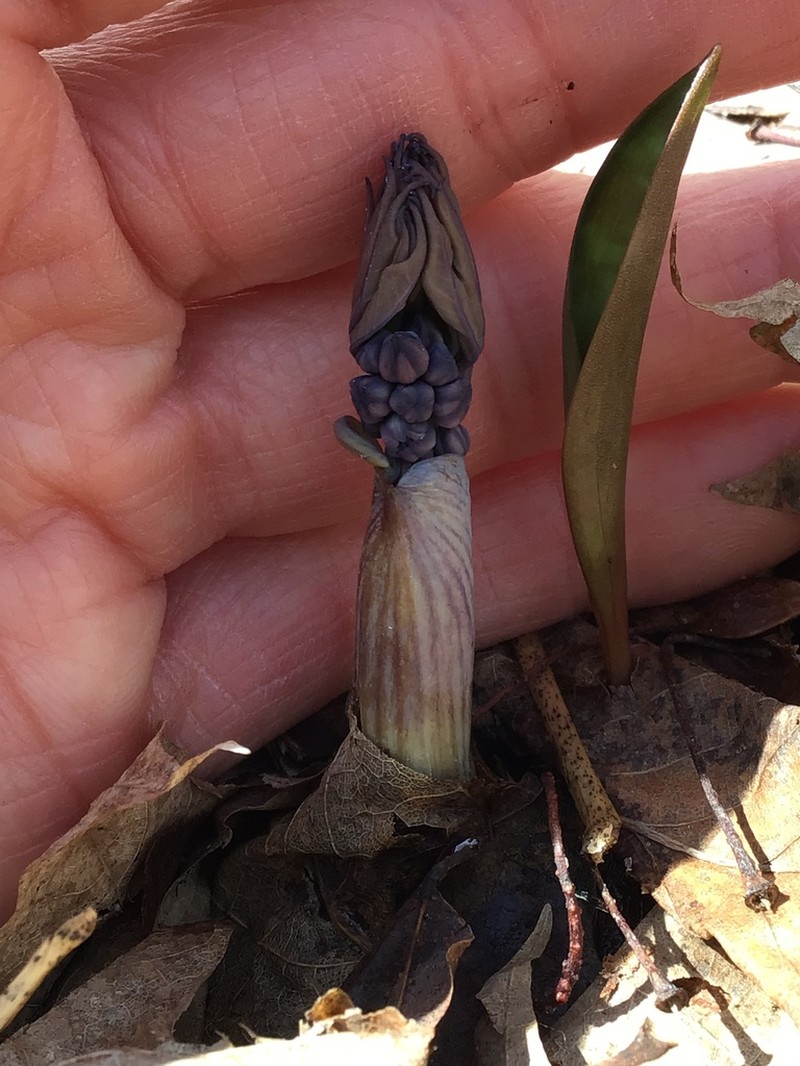 Giant Blue Cohosh photo 4