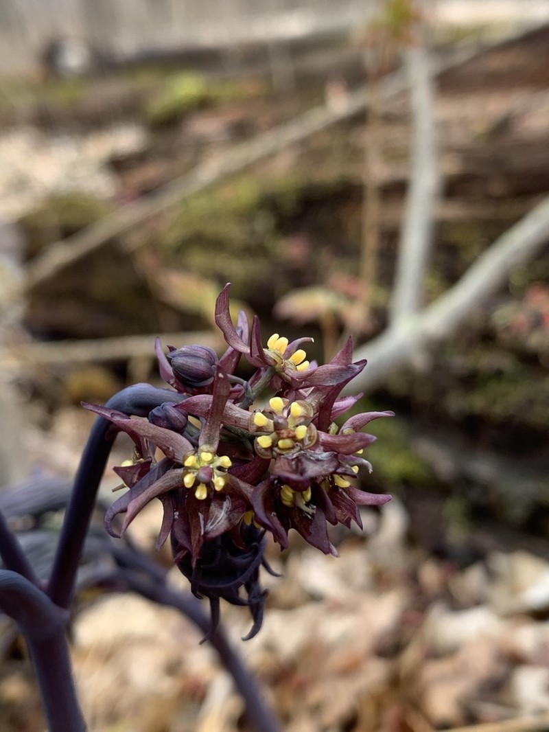 Giant Blue Cohosh photo 5