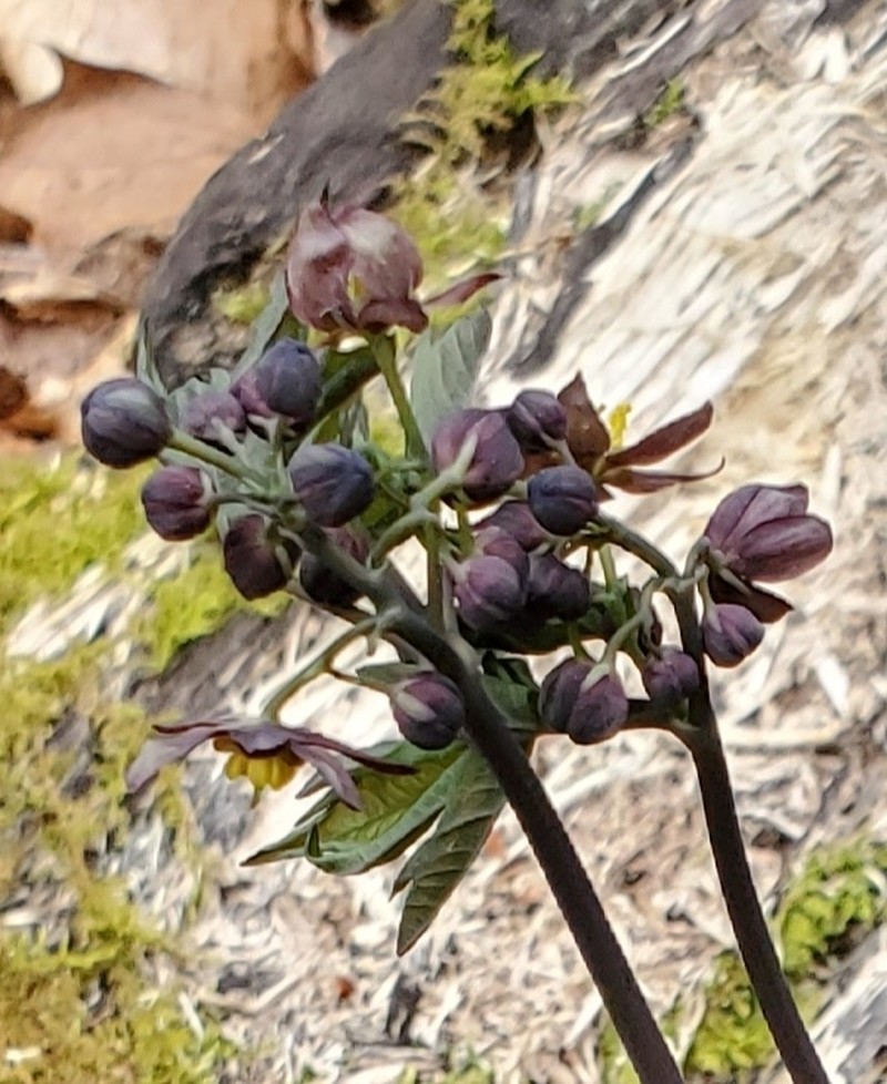 Giant Blue Cohosh photo 6