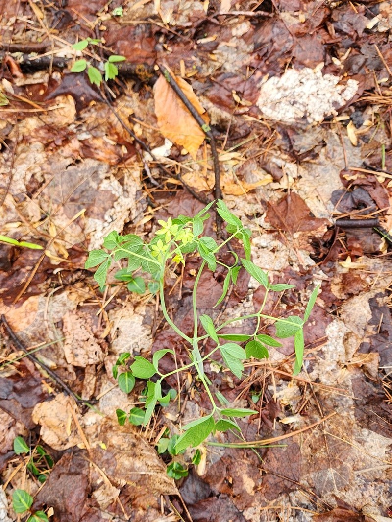 Giant Blue Cohosh photo 7
