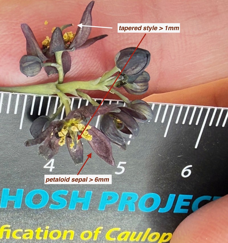Giant Blue Cohosh photo 8
