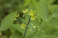 Caulophyllum robustum
