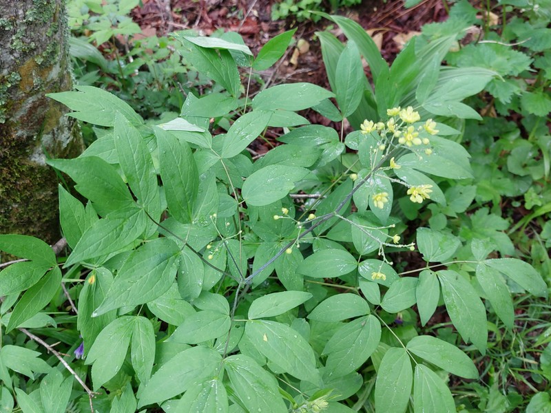 Caulophyllum robustum photo 2
