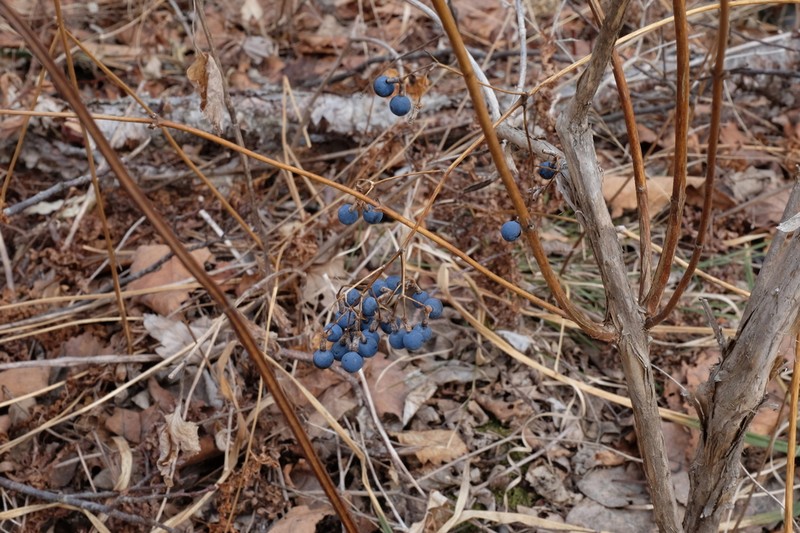 Caulophyllum robustum photo 3