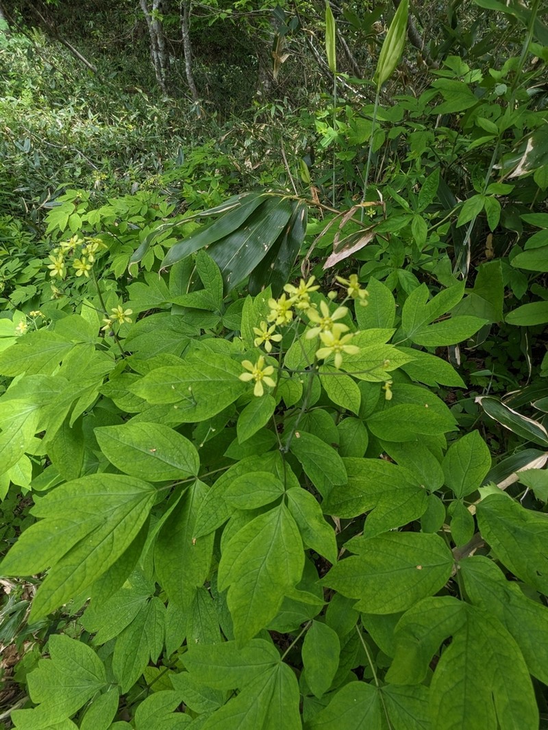 Caulophyllum robustum photo 4