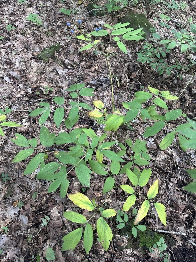 Caulophyllum robustum photo 5