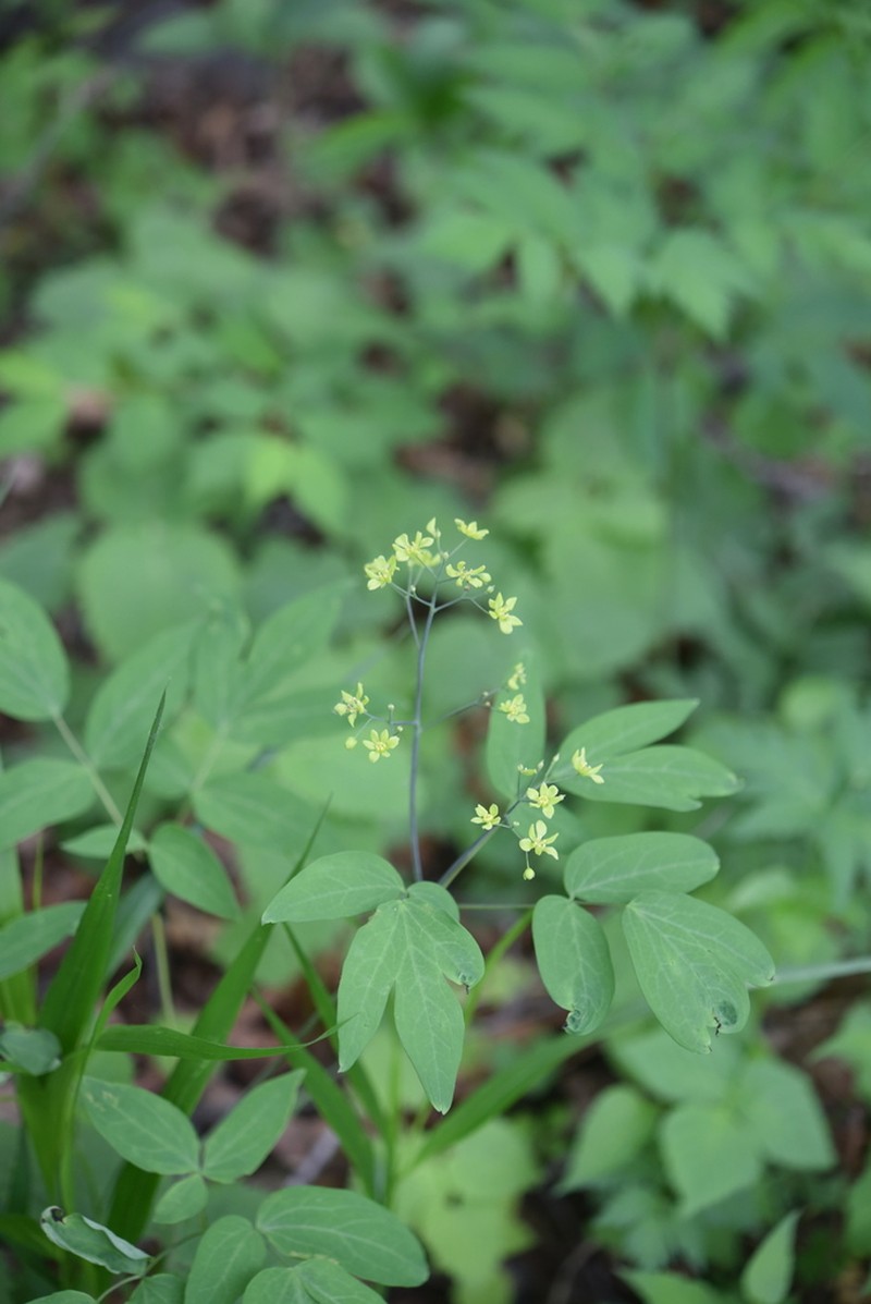 Caulophyllum robustum photo 6