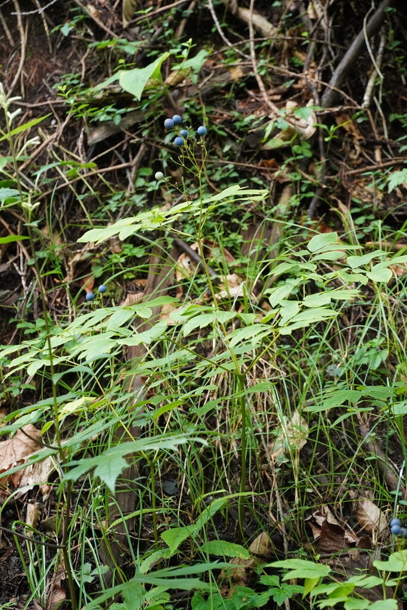 Caulophyllum robustum photo 7