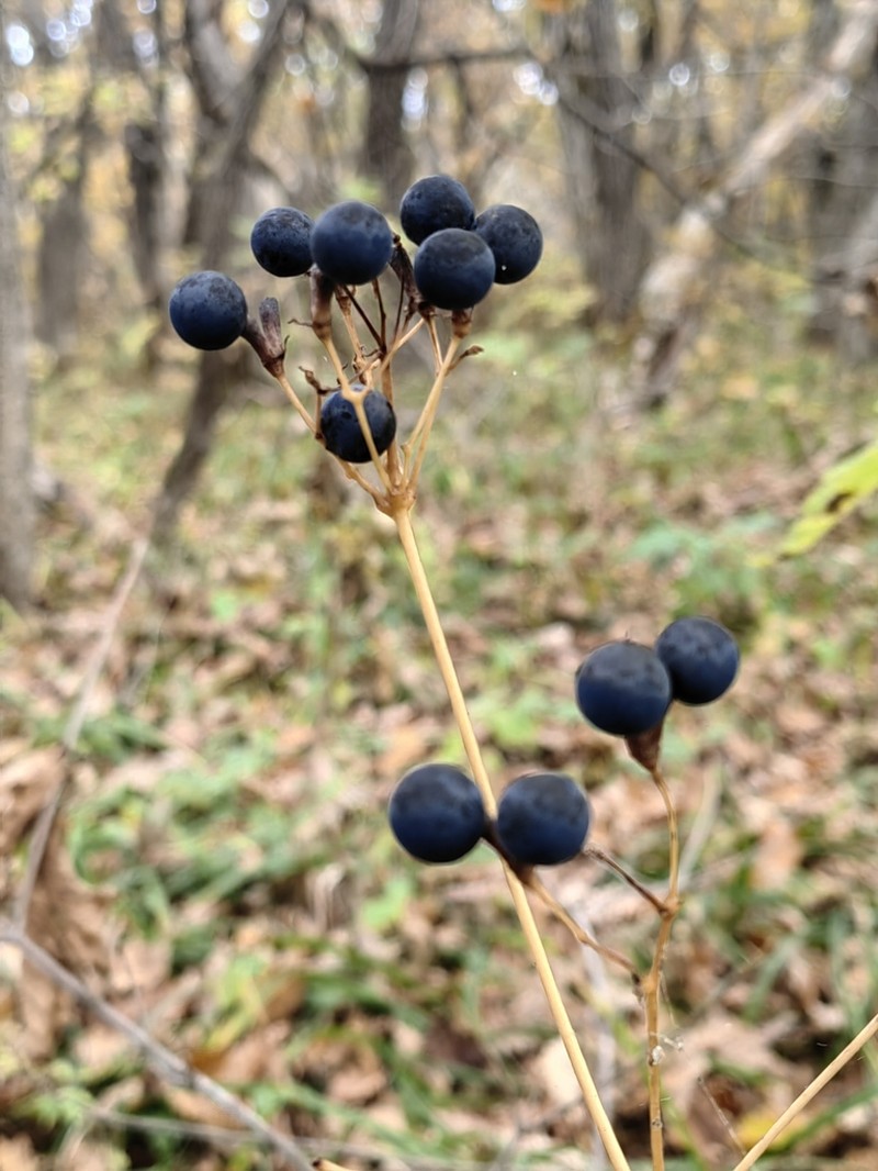 Caulophyllum robustum photo 8