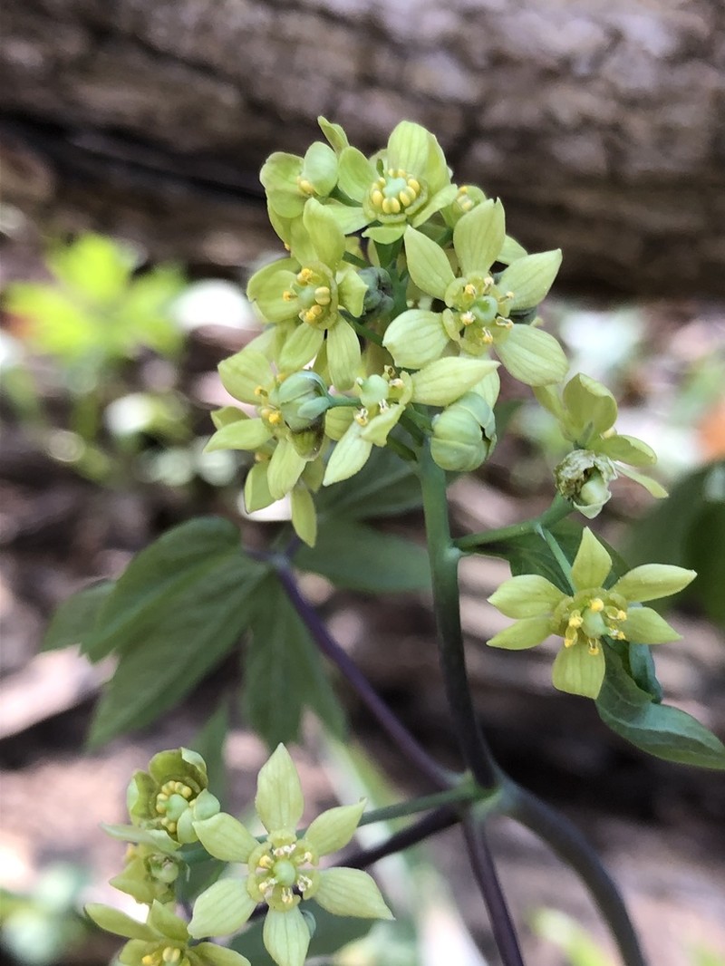 Blue Cohosh