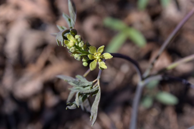 Blue Cohosh photo 2