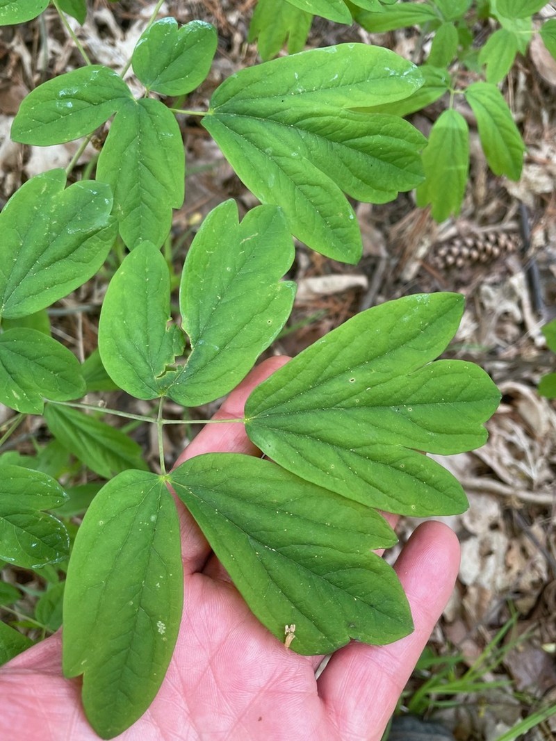 Blue Cohosh photo 3