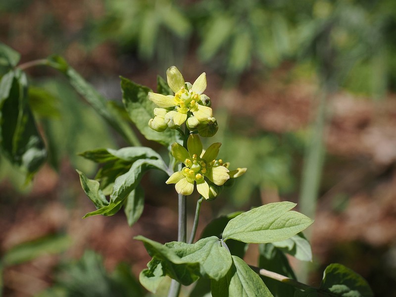 Blue Cohosh photo 4