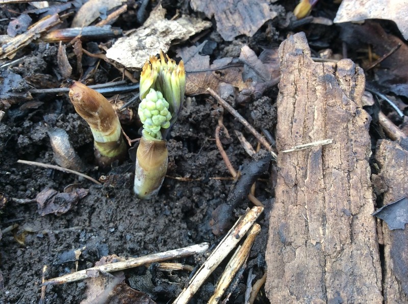 Blue Cohosh photo 5