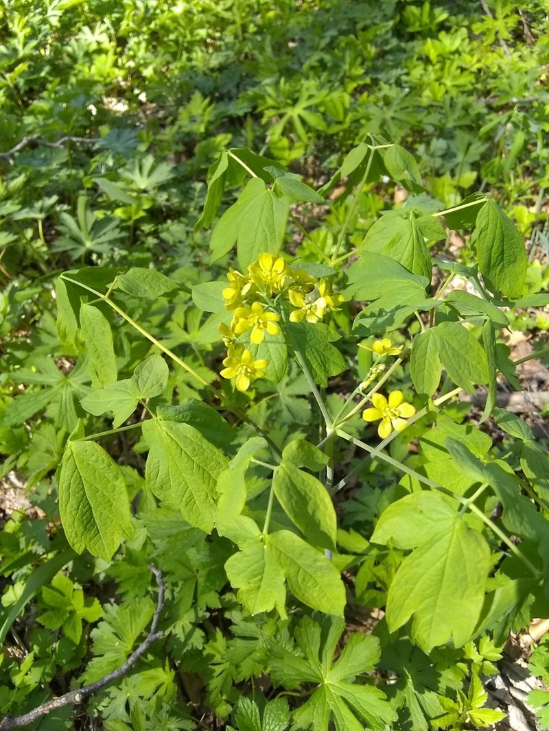 Blue Cohosh photo 7
