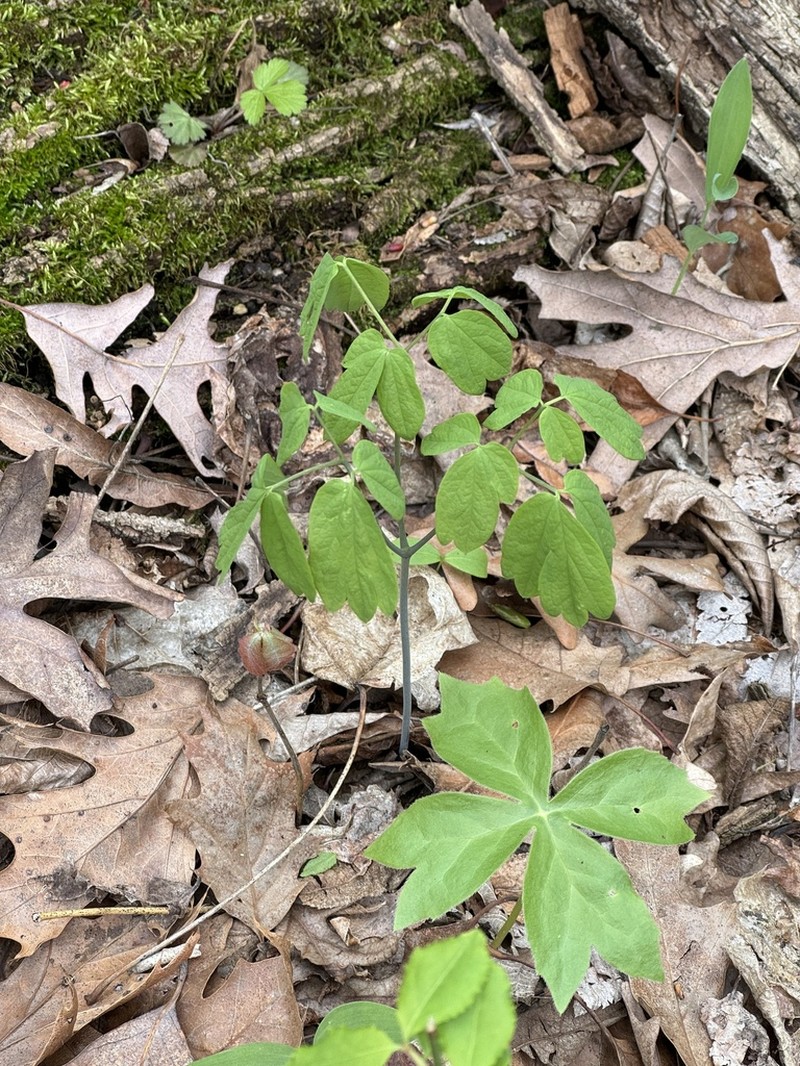 Blue Cohosh photo 8