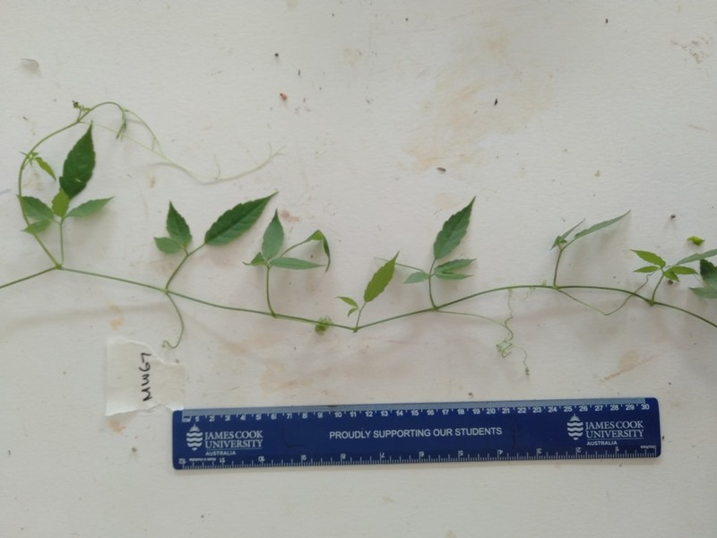 Causonis australasica