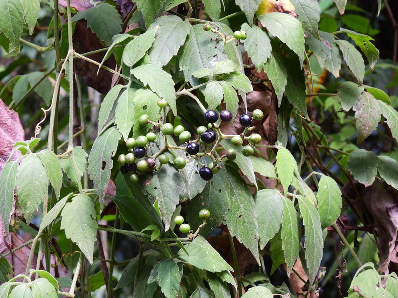Causonis australasica photo 2