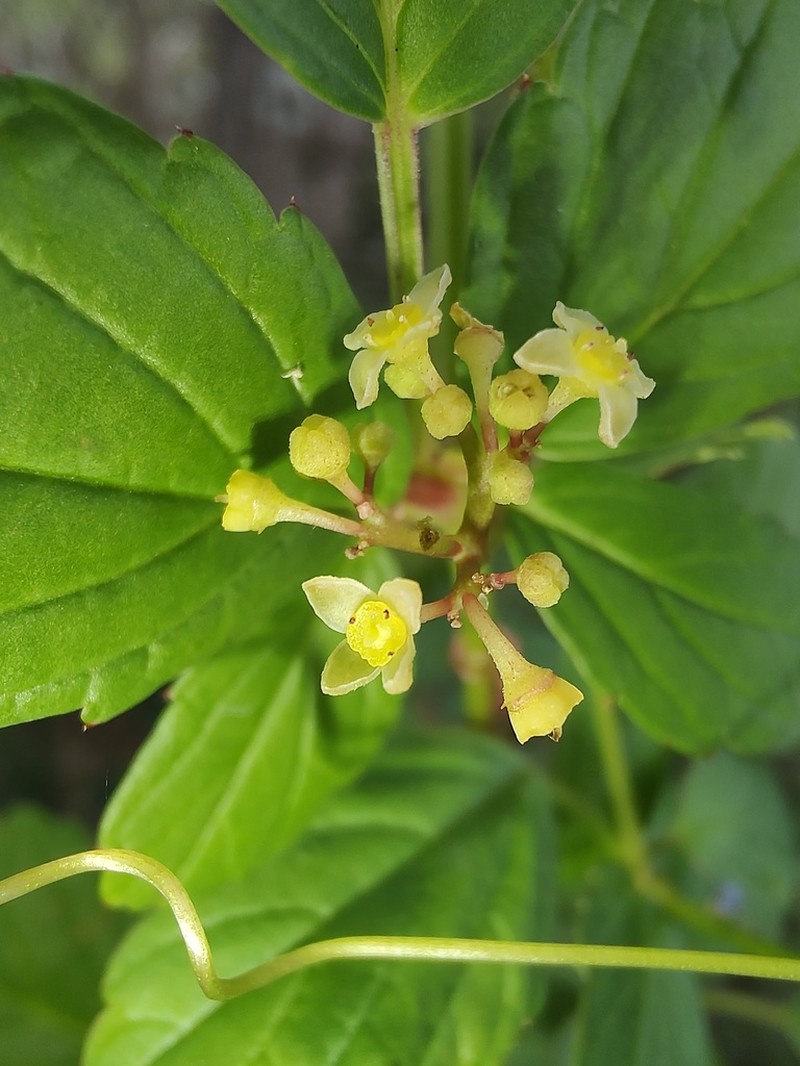 Causonis cardiospermoides